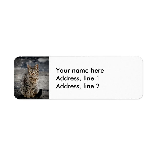 Portrait einer Katze (Vorne)