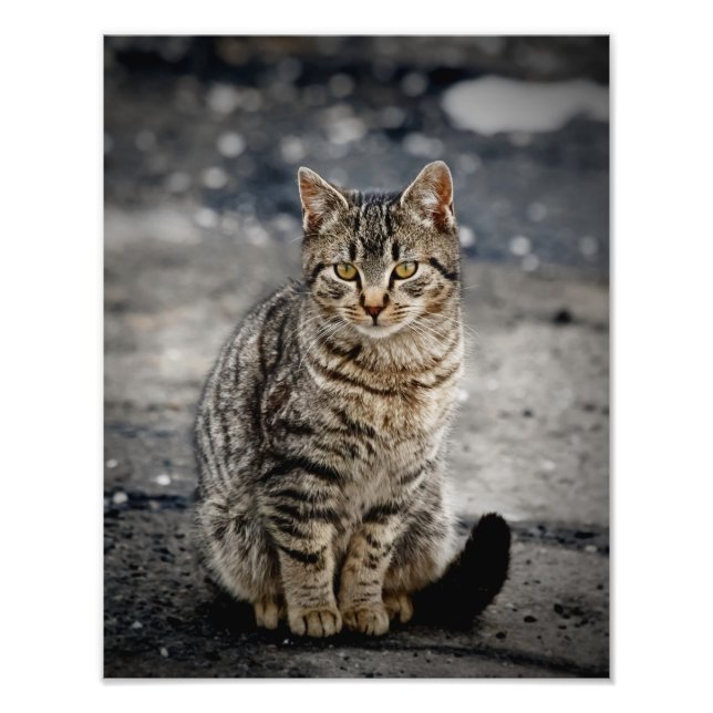 Portrait einer Katze Fotodruck (Vorne)