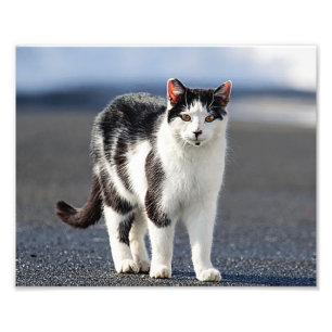 Portrait einer Katze Fotodruck