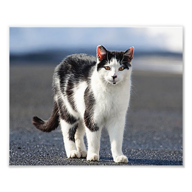 Portrait einer Katze Fotodruck (Vorne)