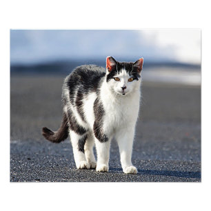 Portrait einer Katze Fotodruck