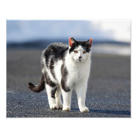 Portrait einer Katze