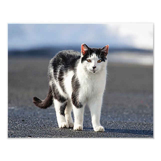 Portrait einer Katze Fotodruck (Vorne)