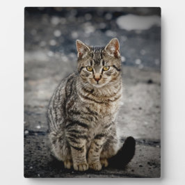 Portrait einer Katze Fotoplatte