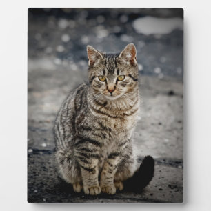 Portrait einer Katze Fotoplatte