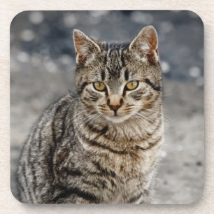 Portrait einer Katze Getränkeuntersetzer