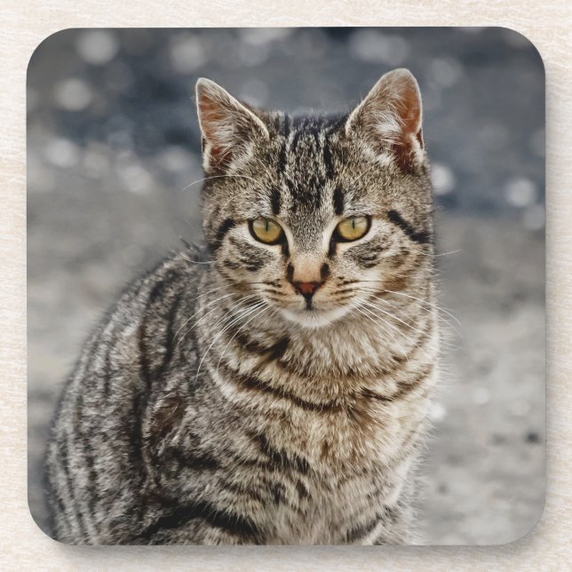 Portrait einer Katze Getränkeuntersetzer (Vorderseite)