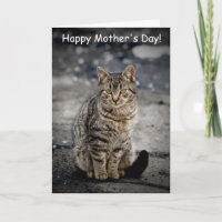 Portrait einer Katze