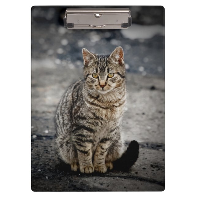 Portrait einer Katze Klemmbrett (Vorderseite)