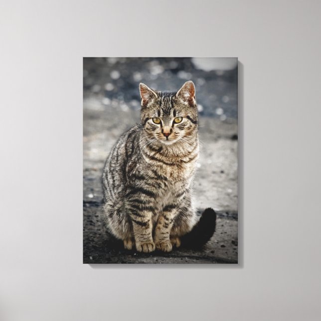 Portrait einer Katze Leinwanddruck (Vorderseite)