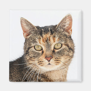 Portrait einer Katze Magnet