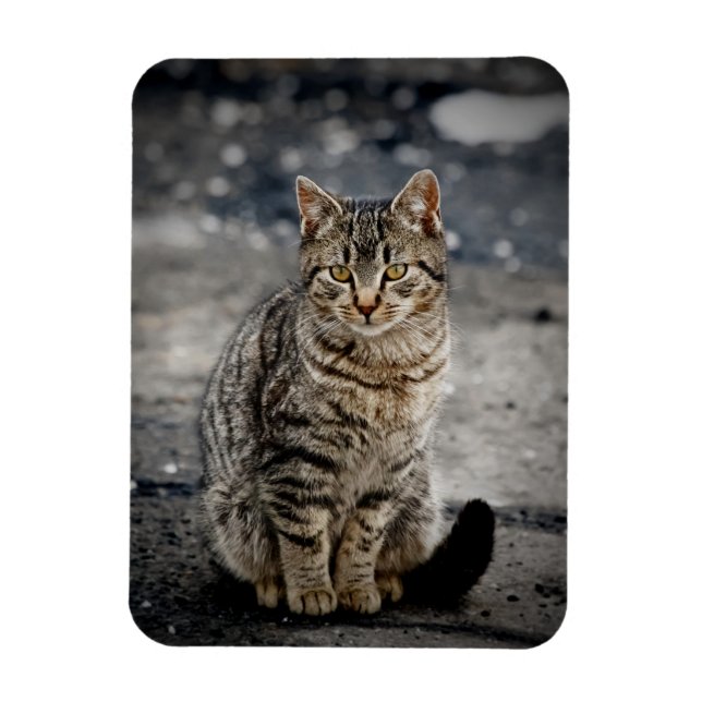 Portrait einer Katze Magnet (Vertikal)