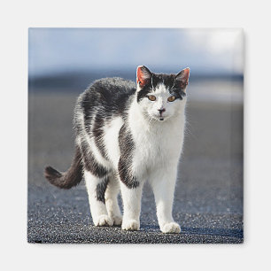 Portrait einer Katze Magnet