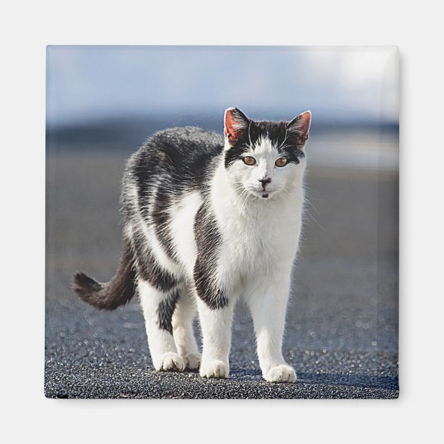 Portrait einer Katze Magnet (Vorne)