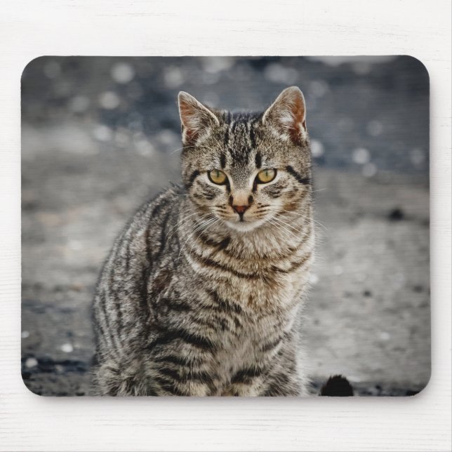 Portrait einer Katze Mousepad (Vorne)