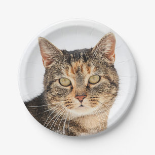 Portrait einer Katze Pappteller