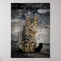 Portrait einer Katze