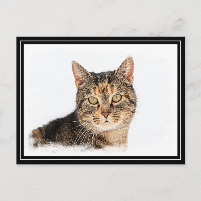 Portrait einer Katze Postkarte (Vorderseite)