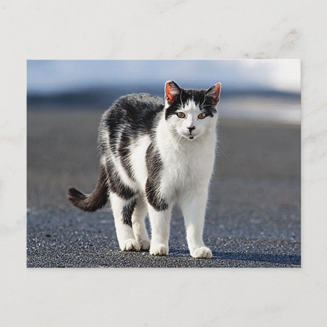 Portrait einer Katze Postkarte (Vorderseite)
