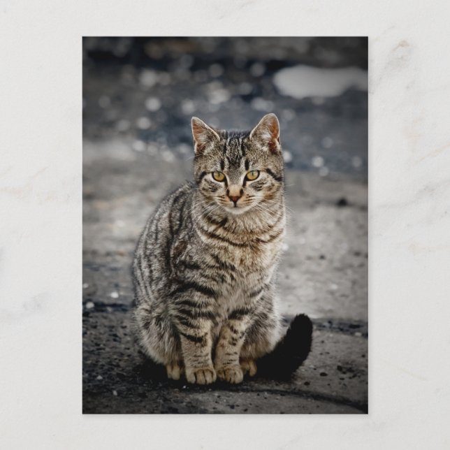 Portrait einer Katze Postkarte (Vorderseite)