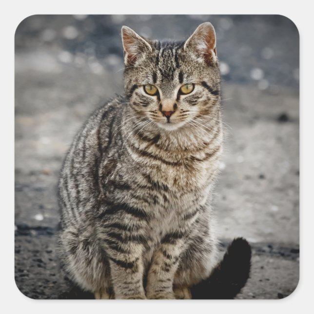 Portrait einer Katze Quadratischer Aufkleber (Vorderseite)