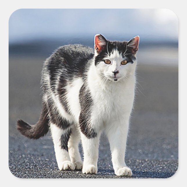 Portrait einer Katze Quadratischer Aufkleber (Vorderseite)