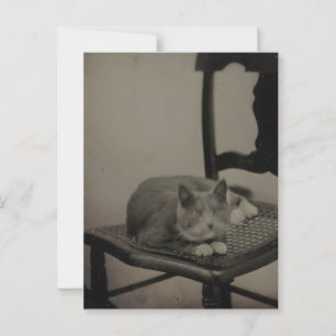 Portrait einer Katze Vintag Fotografie Postkarte