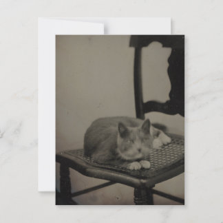 Portrait einer Katze Vintag Fotografie Postkarte