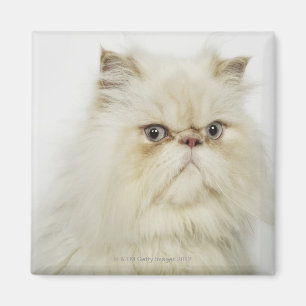Portrait einer persischen Katze Magnet