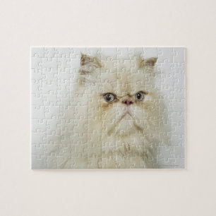 Portrait einer persischen Katze Puzzle