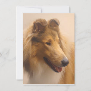 Portrait einer robusten Sable Collie Dankeskarte