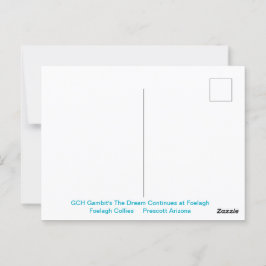 Portrait einer robusten Sable Collie Postkarte