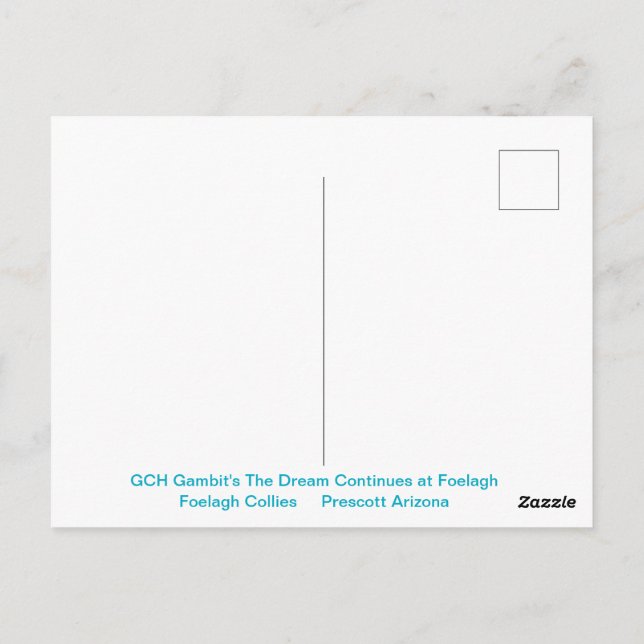 Portrait einer robusten Sable Collie Postkarte (Rückseite)