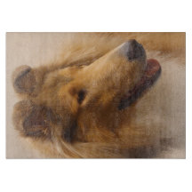 Portrait einer robusten Sable Collie