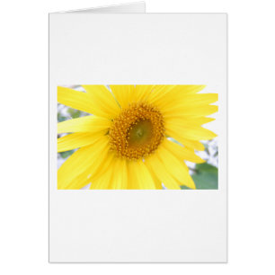 Portrait einer Sonnenblume