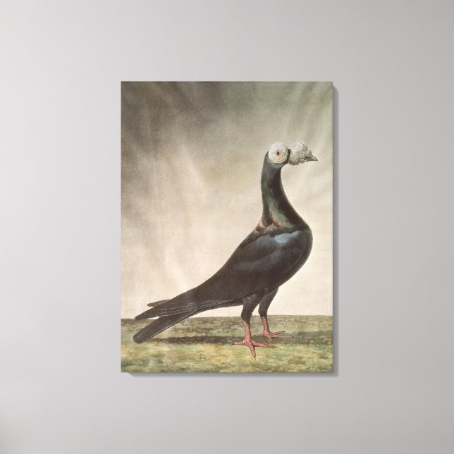 Portrait einer Taube Leinwanddruck (Vorderseite)