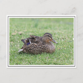 Portrait einer weiblichen Mallard Postkarte