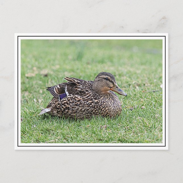 Portrait einer weiblichen Mallard Postkarte (Vorderseite)