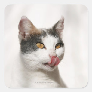 Portrait einer weißen Katze lecken Quadratischer Aufkleber
