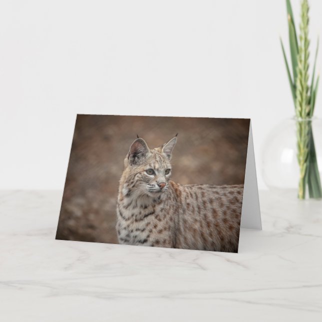 Portrait eines Bobcat Karte (Vorderseite)