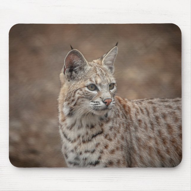 Portrait eines Bobcat Mousepad (Vorne)