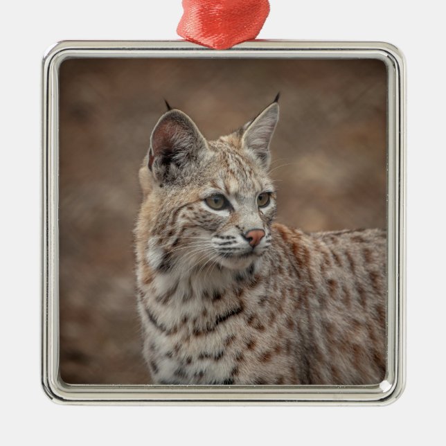 Portrait eines Bobcat Ornament Aus Metall (Vorne)