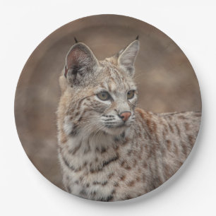 Portrait eines Bobcat Pappteller