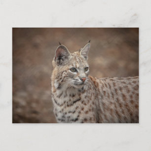 Portrait eines Bobcat Postkarte