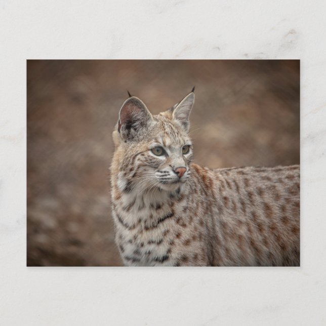 Portrait eines Bobcat Postkarte (Vorderseite)