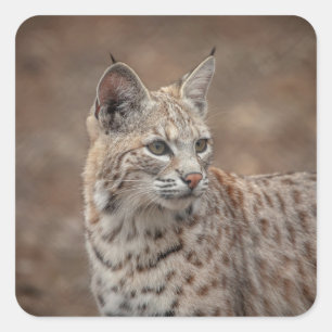 Portrait eines Bobcat Quadratischer Aufkleber
