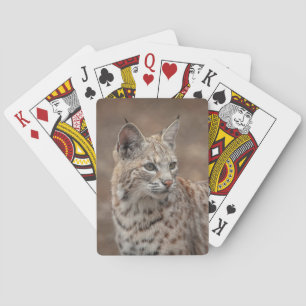 Portrait eines Bobcat Spielkarten
