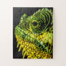 Portrait eines Chamäleons