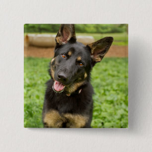 Portrait eines deutschen Hirten Button