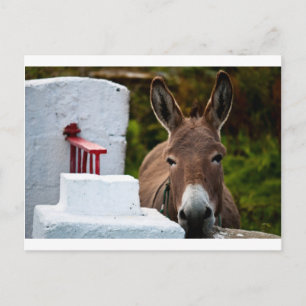 Portrait eines Donkey in Irland Postkarte
